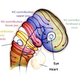 Illustration for article titled Why So Many Domesticated Mammals Have Floppy Ears
